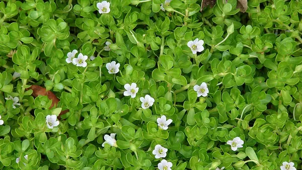 Bacopa monnieri (Брахми): научно-медицинский обзор и доказанные эффекты для памяти, внимания и защиты мозга