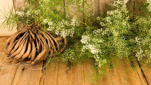 Что такое Шатавари и как его использовать? Применение и свойства