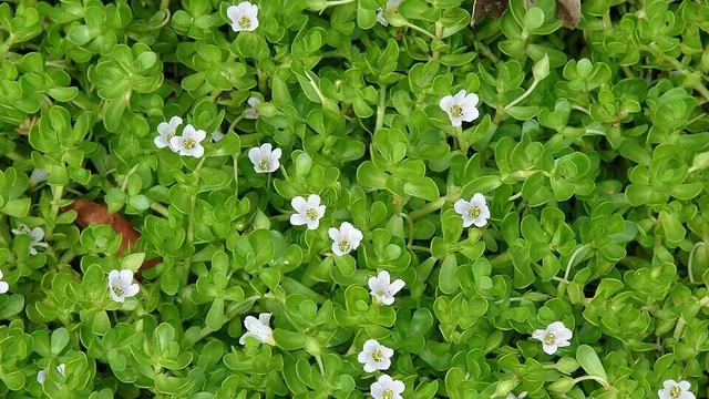Bacopa monnieri (Брахми): научно-медицинский обзор и доказанные эффекты для памяти, внимания и защиты мозга